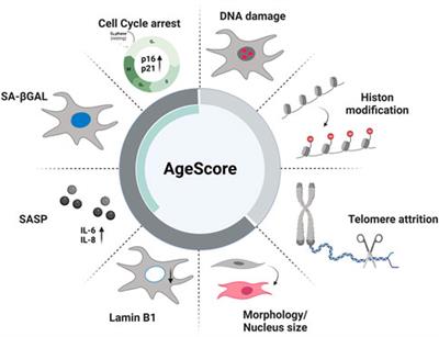 Systematic estimation of biological age of in vitro cell culture systems by an age-associated marker panel